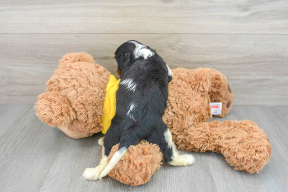 Friendly Cavalier King Charles Spaniel Baby