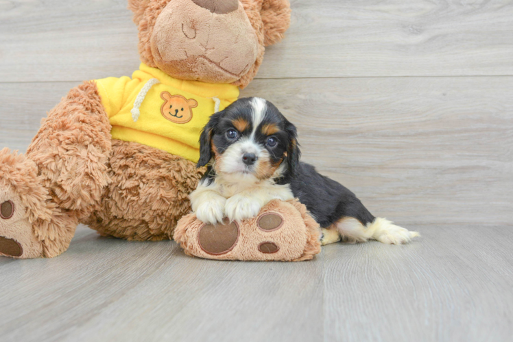 Cavalier King Charles Spaniel Puppy for Adoption