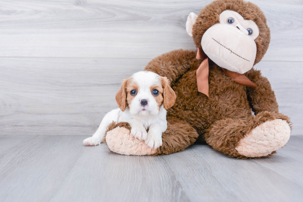 Funny Cavalier King Charles Spaniel Baby