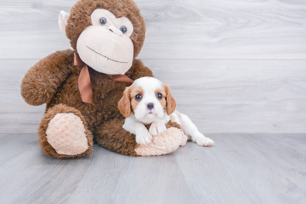 Smart Cavalier King Charles Spaniel Purebred Puppy