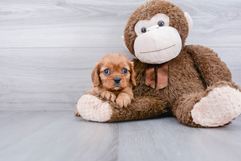 Funny Cavalier King Charles Spaniel Purebred Pup