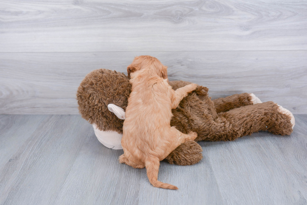 Cavalier King Charles Spaniel Pup Being Cute