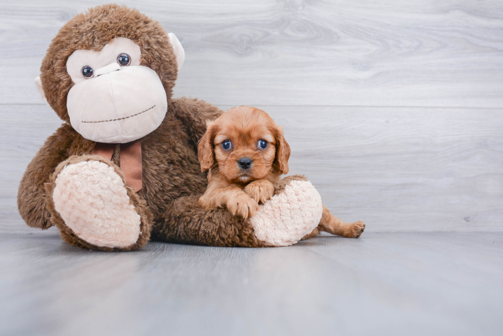 Friendly Cavalier King Charles Spaniel Baby