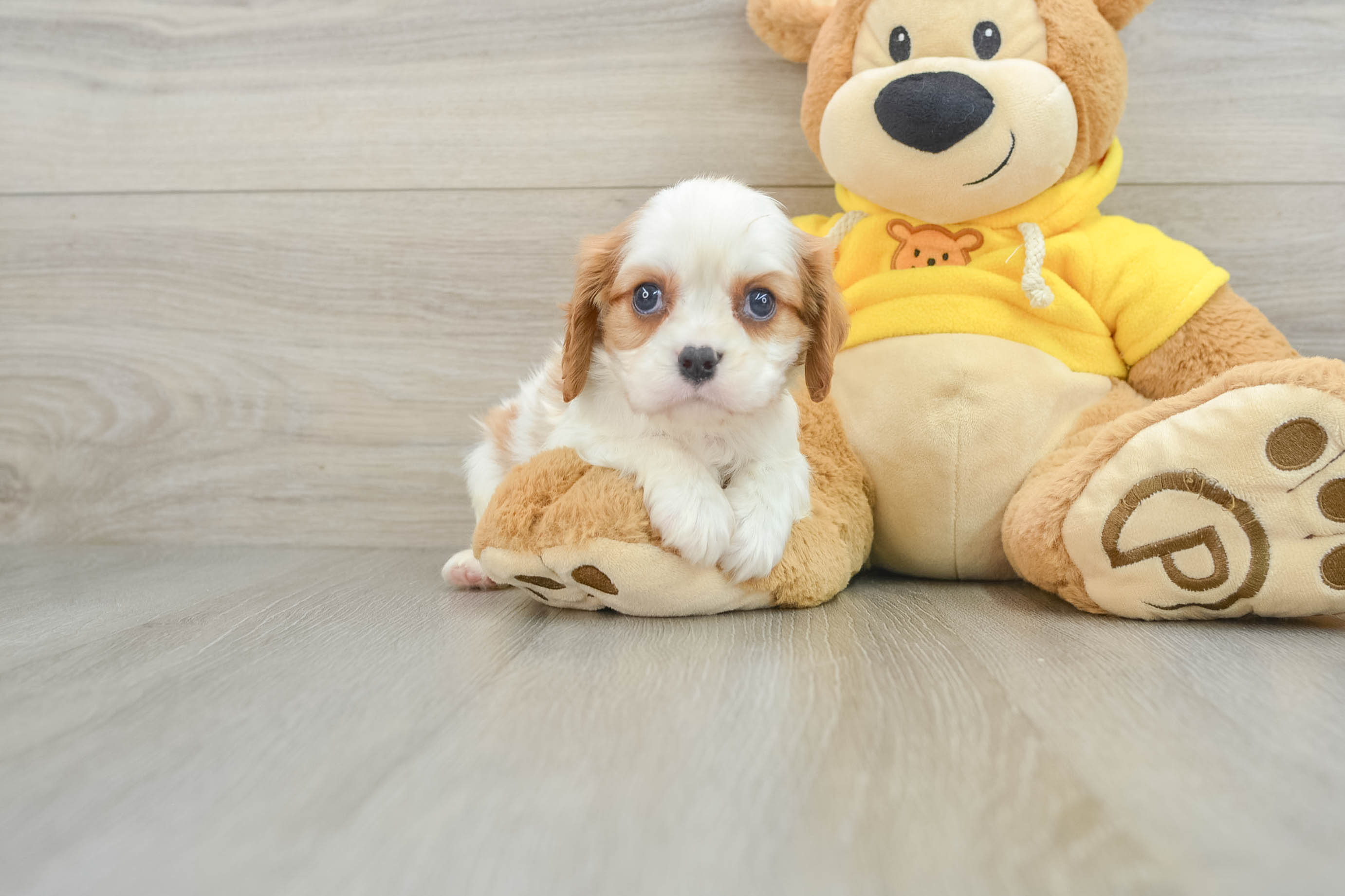 Friendly Cavalier King Charles Spaniel Purebred Pup