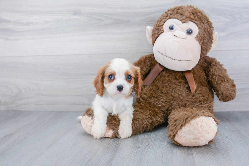 Playful Cavalier King Charles Spaniel Purebred Pup