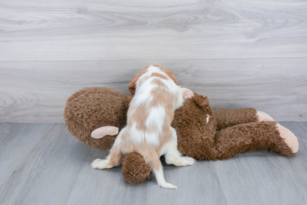 Adorable Cavalier King Charles Spaniel Purebred Puppy