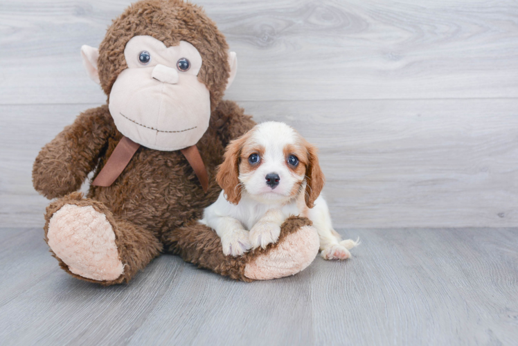 Cavalier King Charles Spaniel Pup Being Cute