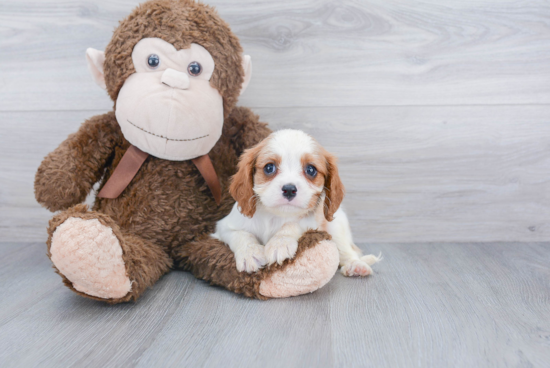 Cavalier King Charles Spaniel Pup Being Cute