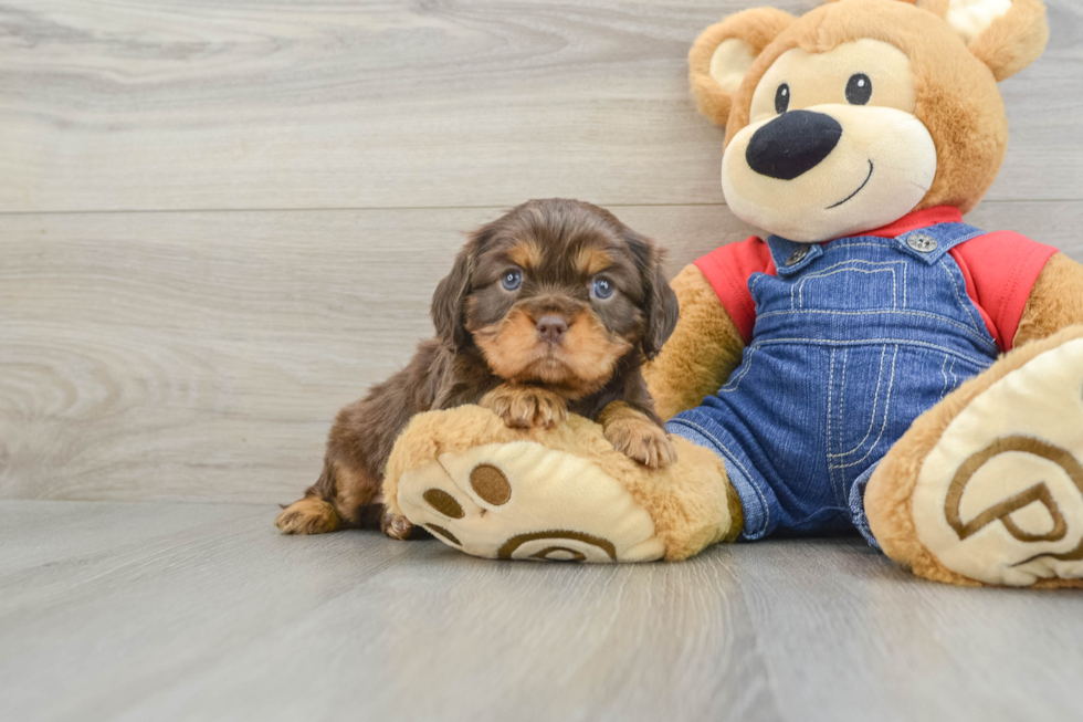 Akc Registered Cavalier King Charles Spaniel Purebred Pup