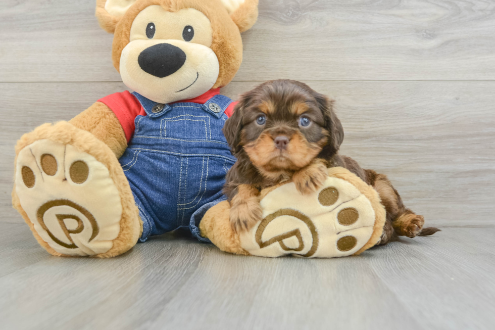 Best Cavalier King Charles Spaniel Baby