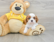 5 week old Cavalier King Charles Spaniel Puppy For Sale - Premier Pups