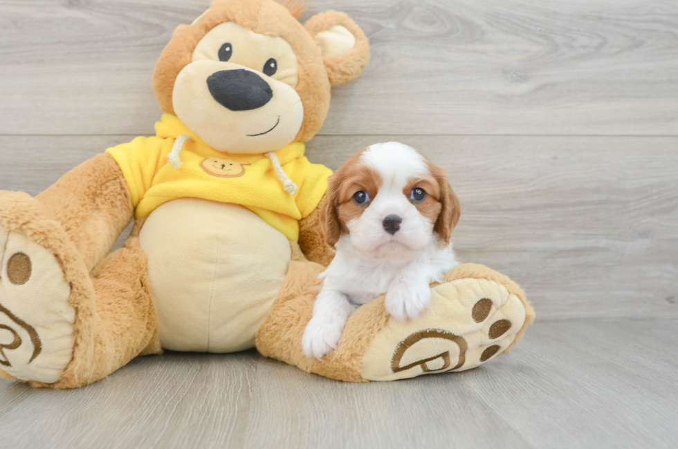 6 week old Cavalier King Charles Spaniel Puppy For Sale - Premier Pups