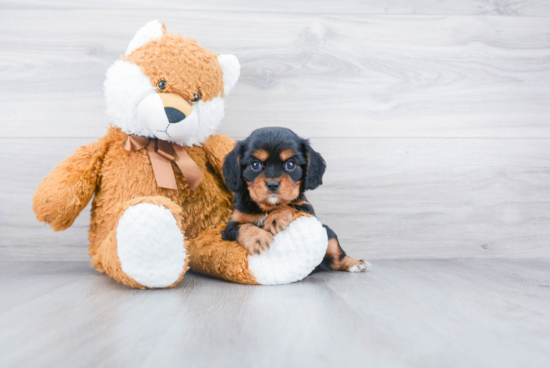 Cavalier King Charles Spaniel Puppy for Adoption