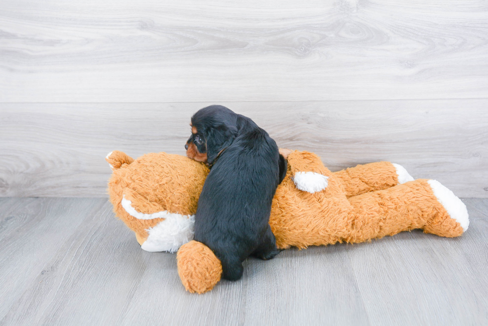 Cavalier King Charles Spaniel Pup Being Cute