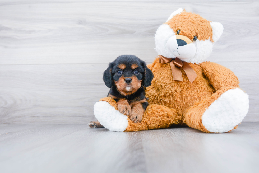 Little Cavalier King Charles Spaniel Purebred Pup