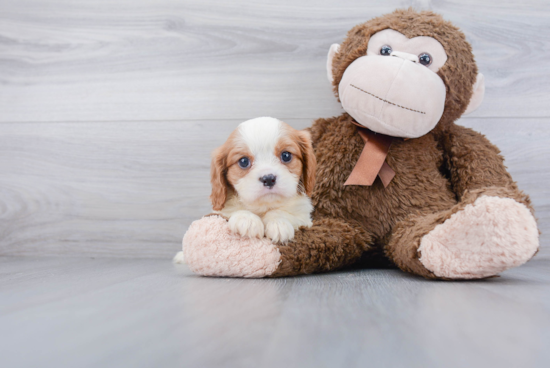 Best Cavalier King Charles Spaniel Baby