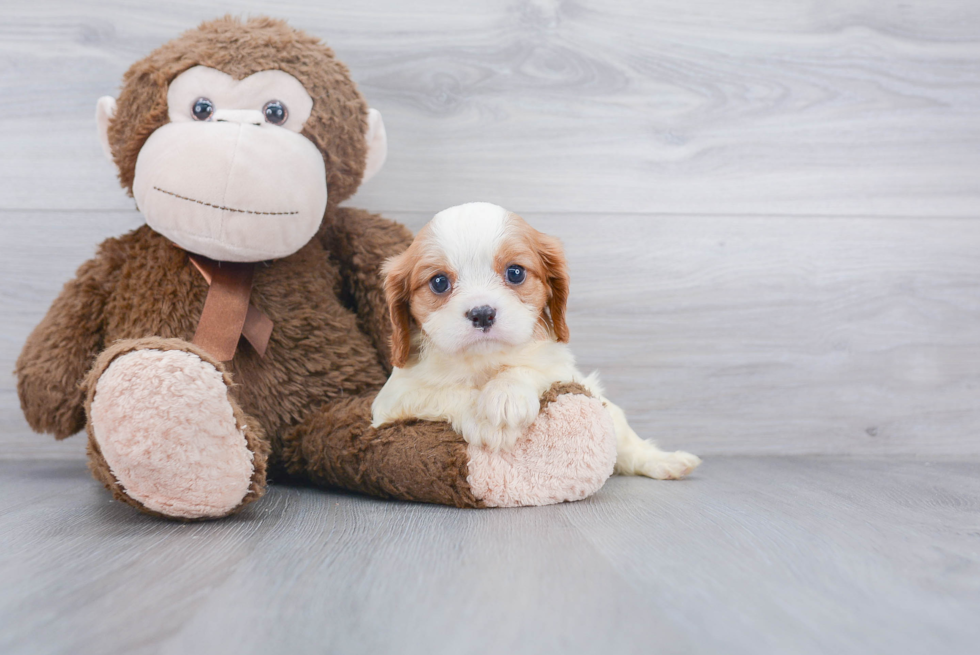 Little Cavalier King Charles Spaniel Baby