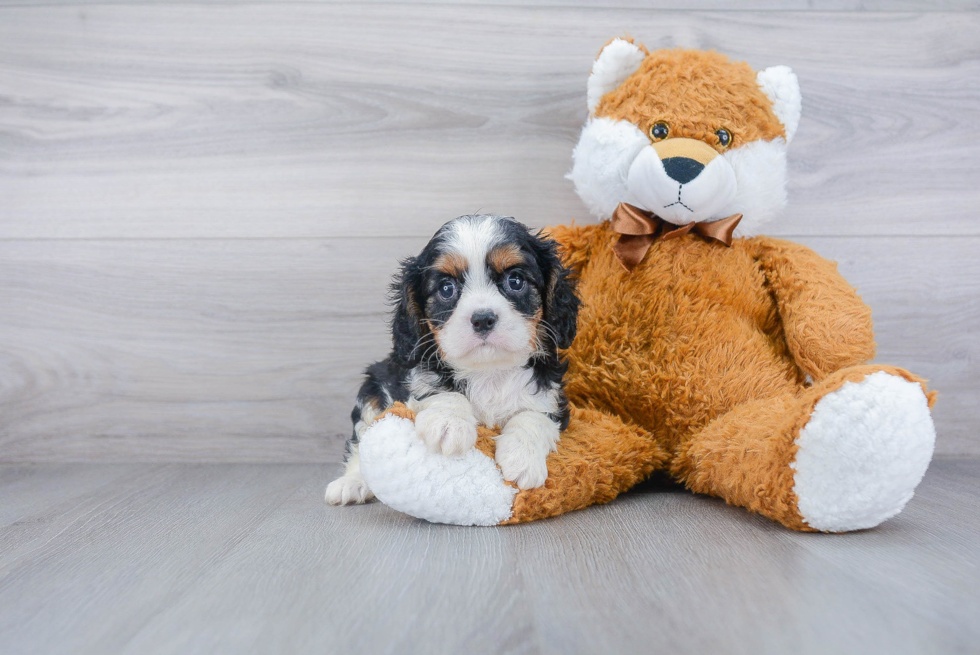 Cute Cavalier King Charles Spaniel Purebred Puppy