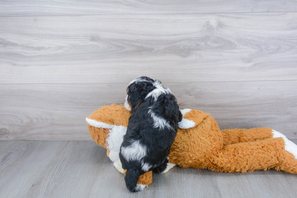 Popular Cavalier King Charles Spaniel Baby