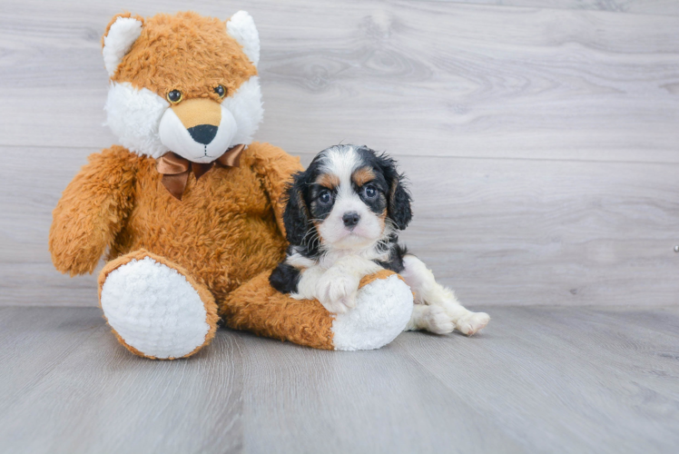 Cavalier King Charles Spaniel Puppy for Adoption