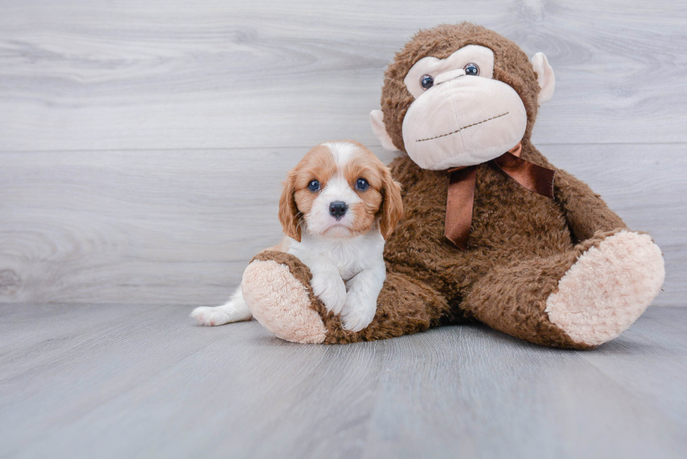 Playful Cavalier King Charles Spaniel Baby