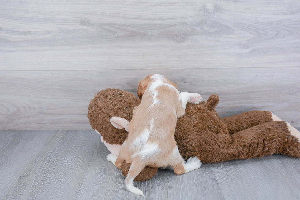 Fluffy Cavalier King Charles Spaniel Purebred Puppy