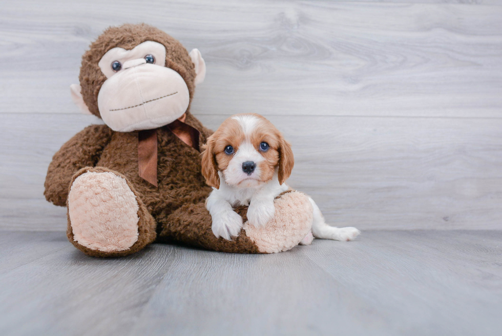 Best Cavalier King Charles Spaniel Baby