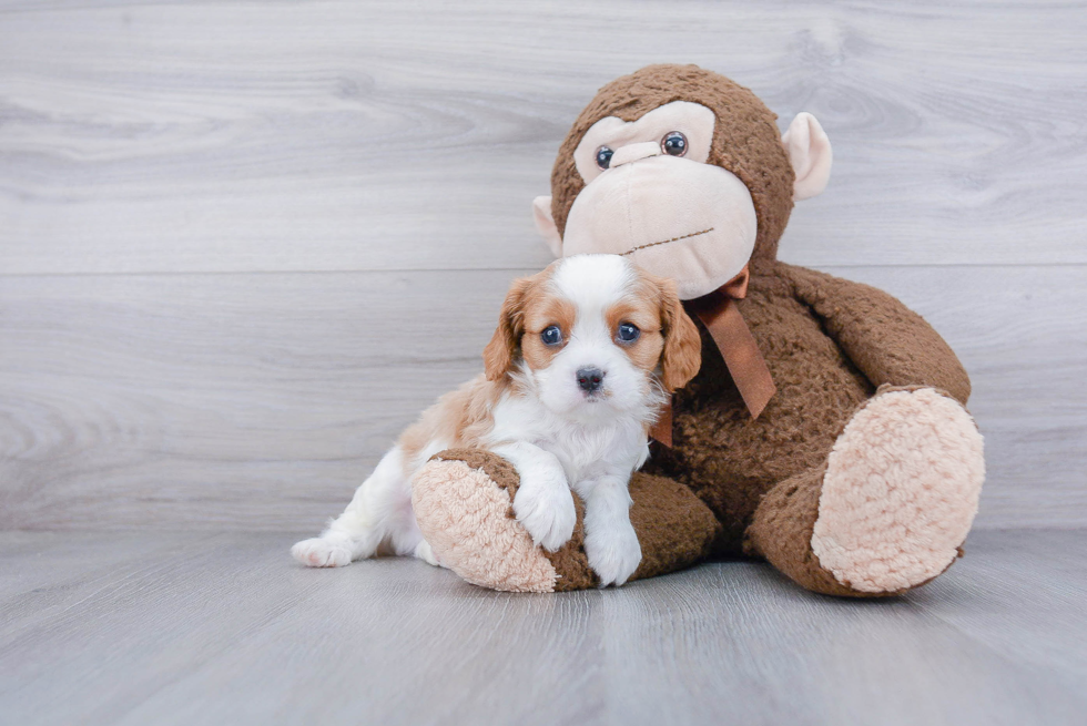 Cavalier King Charles Spaniel Pup Being Cute