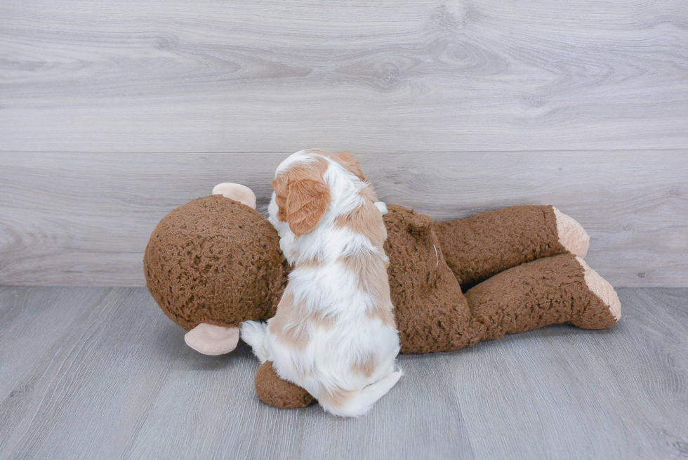 Cavalier King Charles Spaniel Pup Being Cute