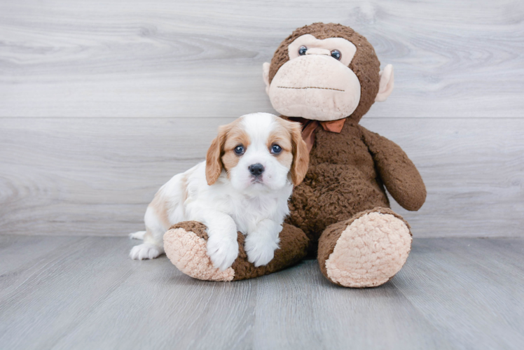 Cavalier King Charles Spaniel Pup Being Cute