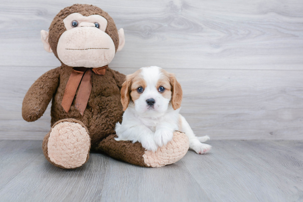 Cavalier King Charles Spaniel Puppy for Adoption