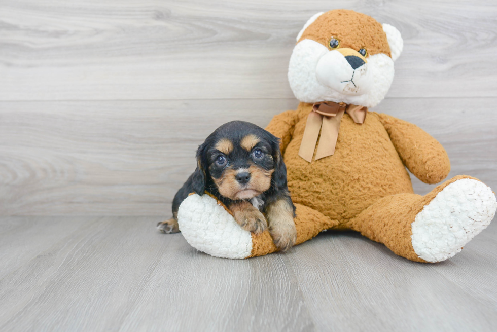 Best Cavalier King Charles Spaniel Baby