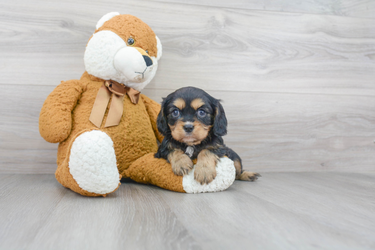 Cavalier King Charles Spaniel Pup Being Cute