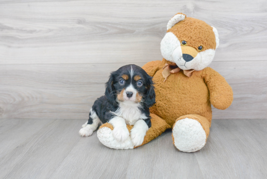 Friendly Cavalier King Charles Spaniel Purebred Pup