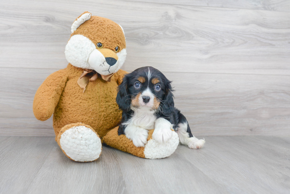 Cavalier King Charles Spaniel Pup Being Cute