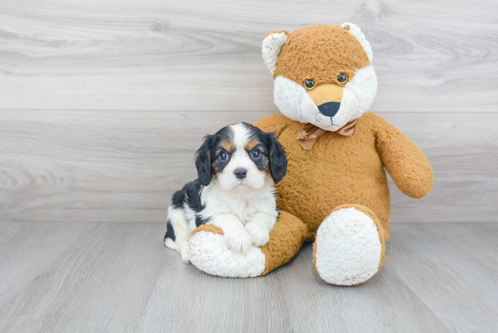 Fluffy Cavalier King Charles Spaniel Purebred Puppy