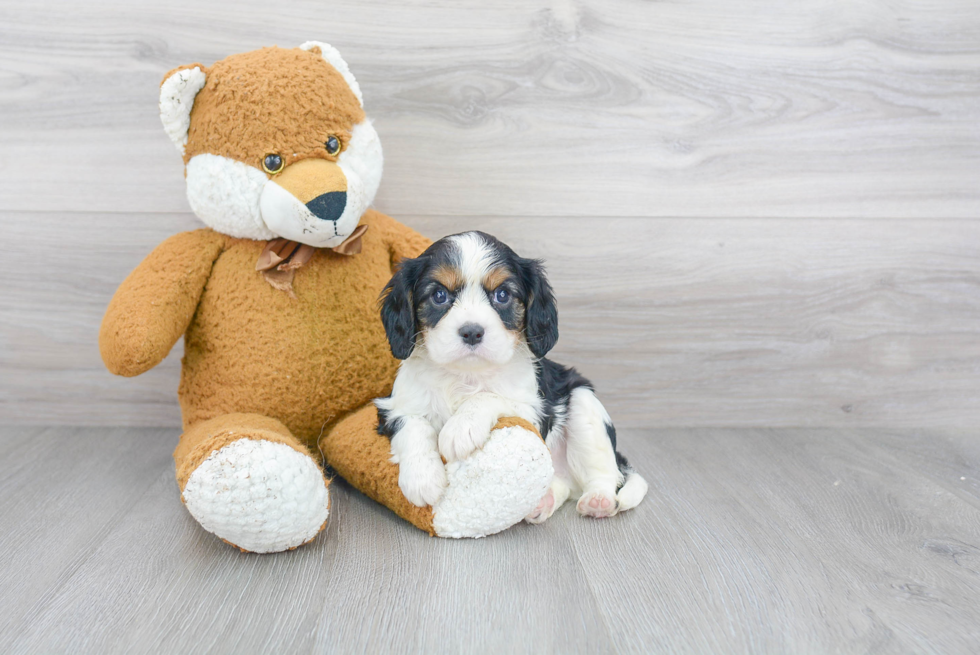 Cavalier King Charles Spaniel Pup Being Cute