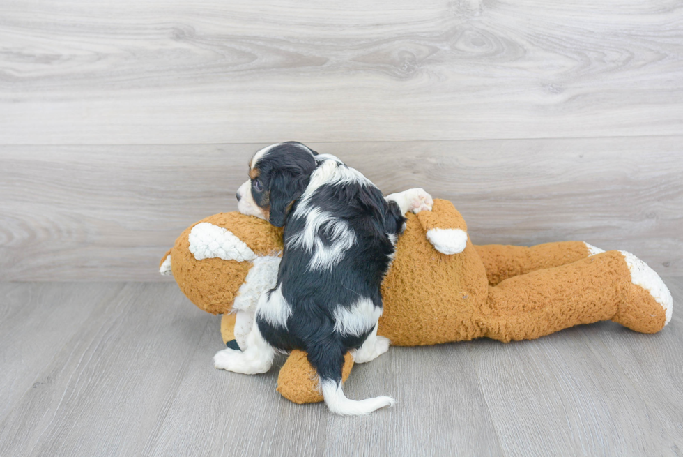 Best Cavalier King Charles Spaniel Baby