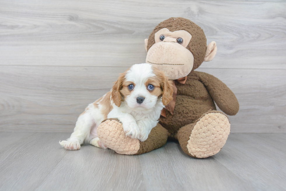 Little Cavalier King Charles Spaniel Baby