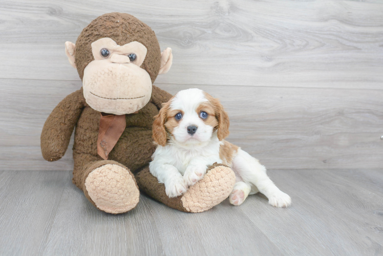 Best Cavalier King Charles Spaniel Baby