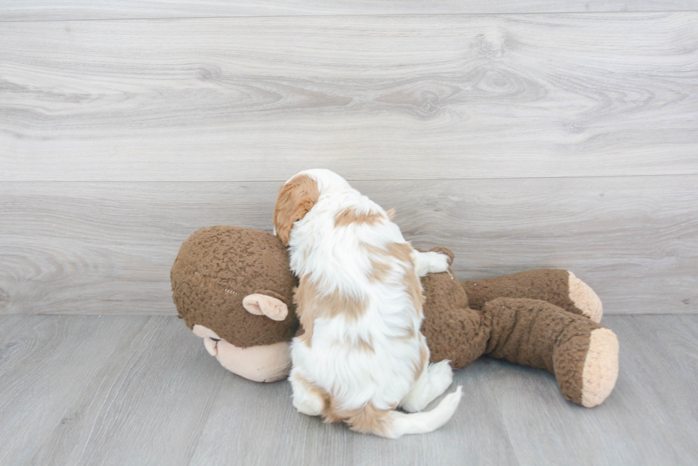 Cavalier King Charles Spaniel Pup Being Cute