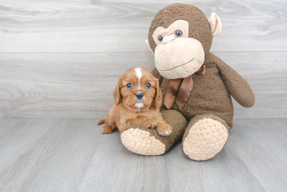 Cavalier King Charles Spaniel Pup Being Cute