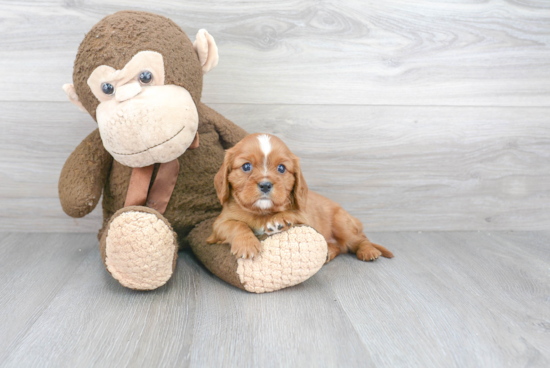 Best Cavalier King Charles Spaniel Baby