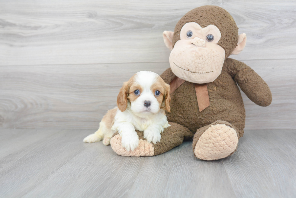 Friendly Cavalier King Charles Spaniel Baby