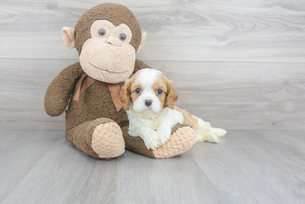 Cavalier King Charles Spaniel Pup Being Cute