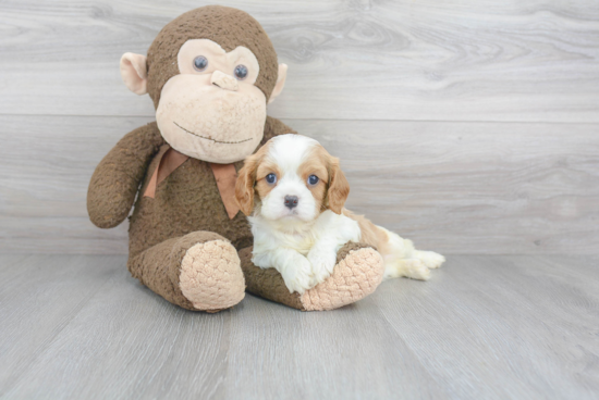 Cavalier King Charles Spaniel Pup Being Cute