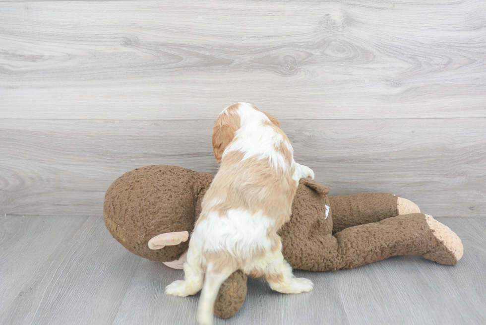 Small Cavalier King Charles Spaniel Purebred Pup