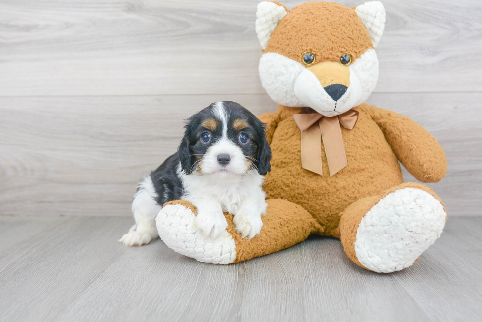 Cavalier King Charles Spaniel Puppy for Adoption