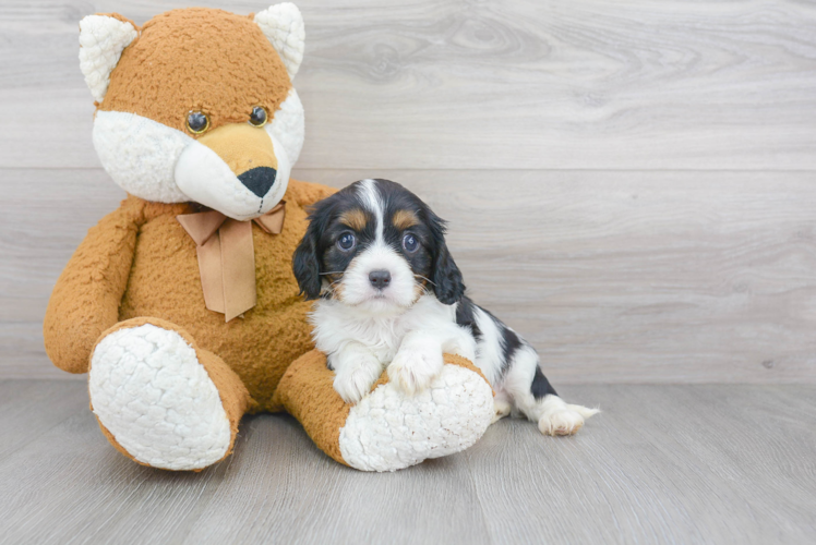 Cavalier King Charles Spaniel Puppy for Adoption