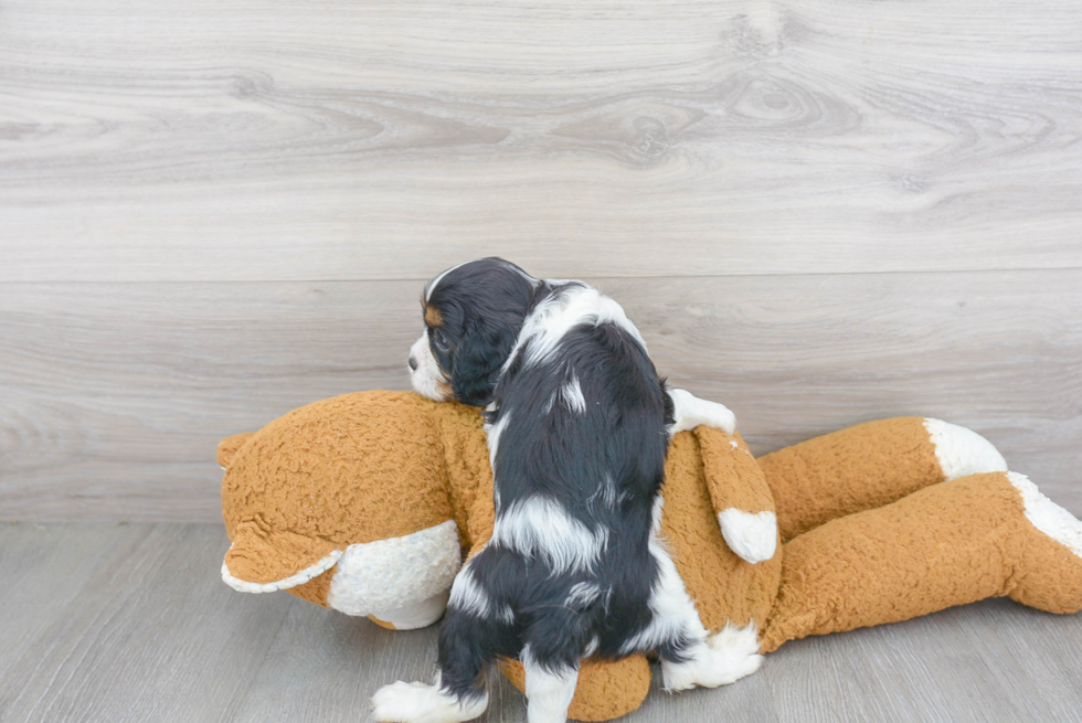 Smart Cavalier King Charles Spaniel Purebred Puppy